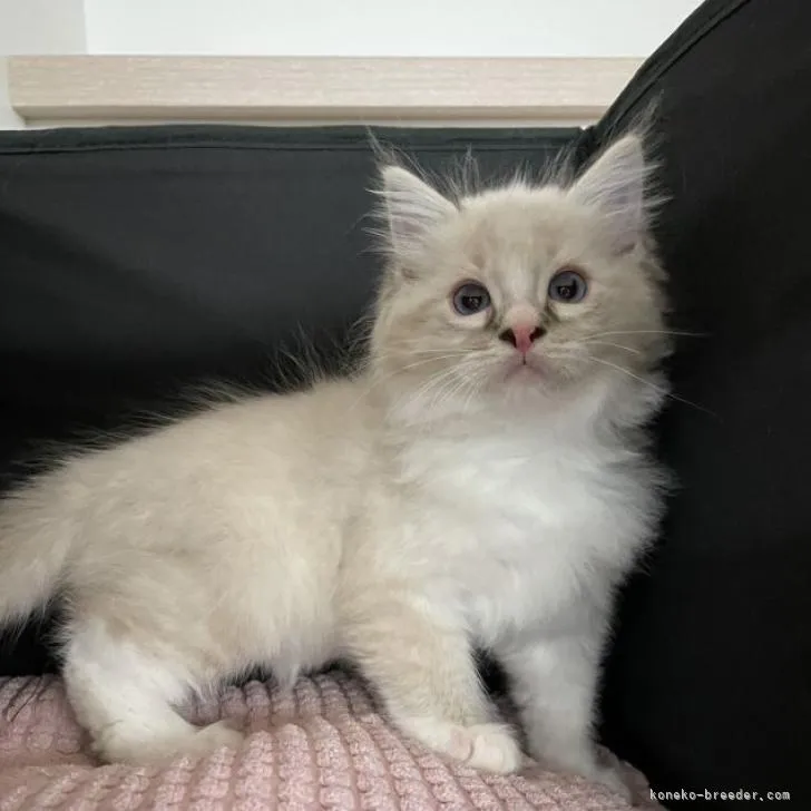 ID:2206-03338の子猫