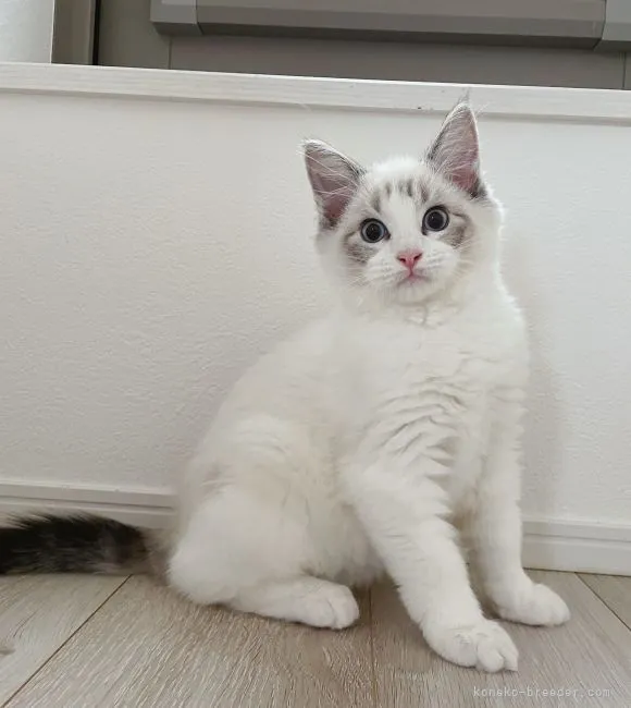 ID:2205-00298の子猫