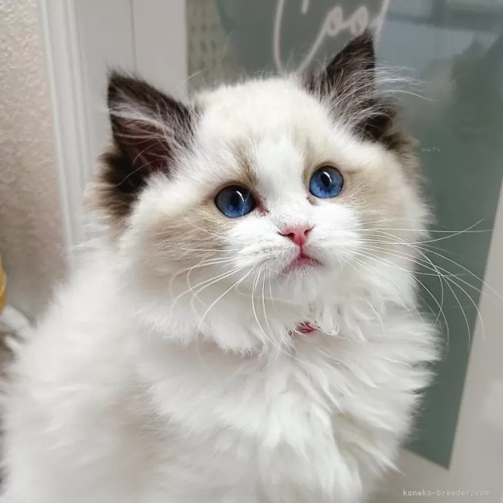 ID：2403-02030の子猫