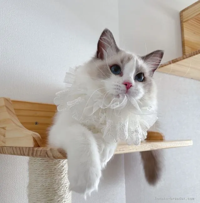 ID:2207-01622の子猫