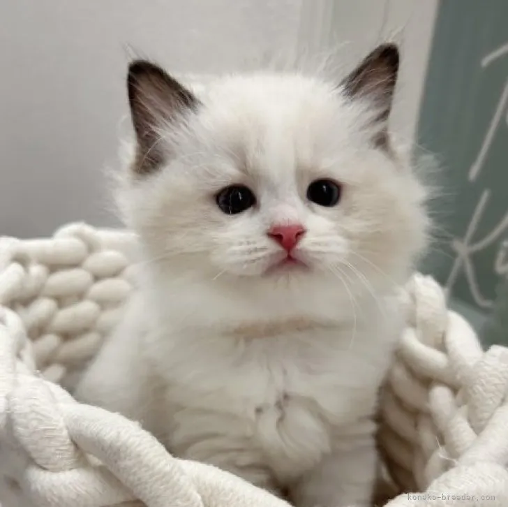 ID:2305-00555の子猫