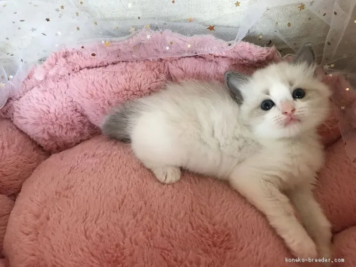 ID:1906-00965の子猫