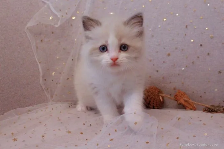 ID:2106-00498の子猫