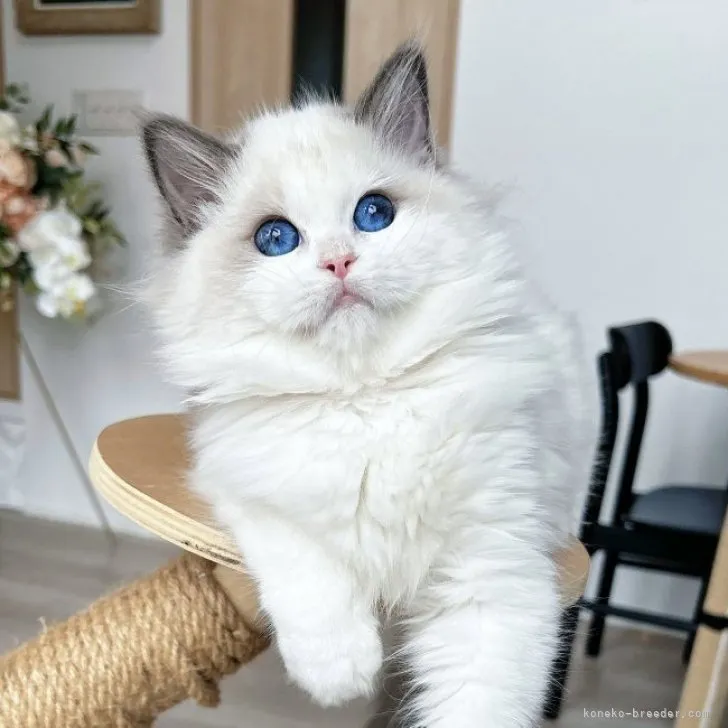 ID:2309-02920の子猫