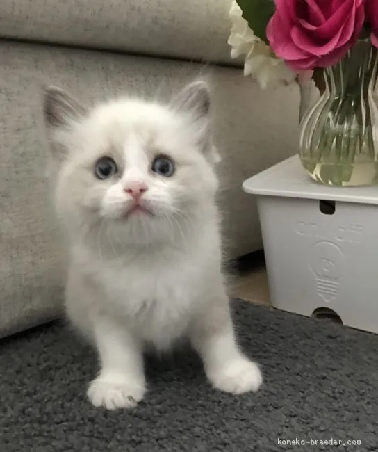 ID：1910-01242の子猫