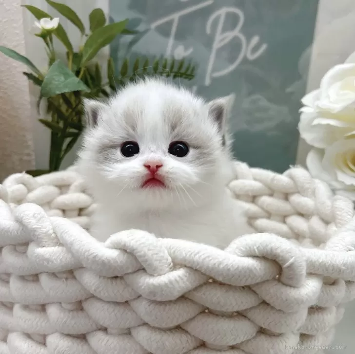 ID：2404-01899の子猫