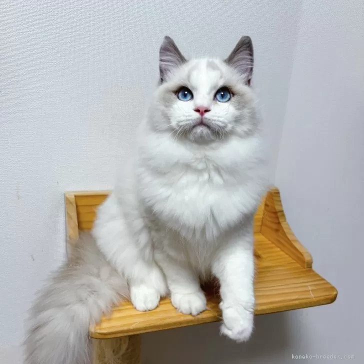 Y 様のお迎えした子猫