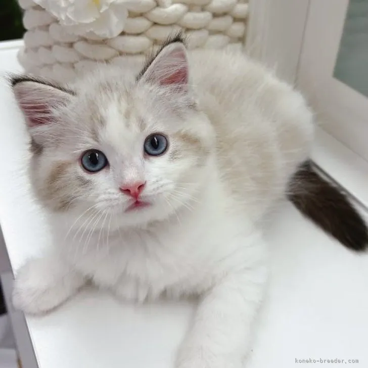 ID：2305-02282の子猫