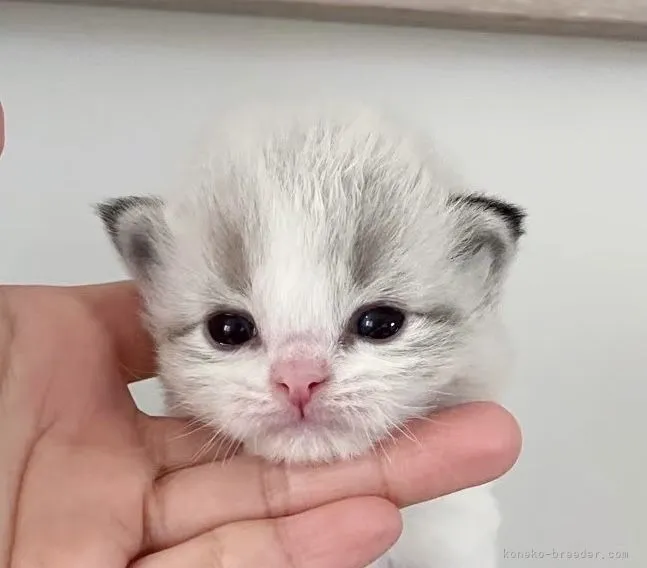 ID：2204-02107の子猫