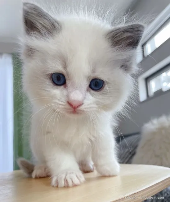ID:2204-01751の子猫