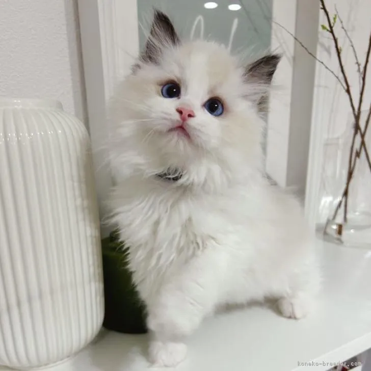 ID:2303-00213の子猫