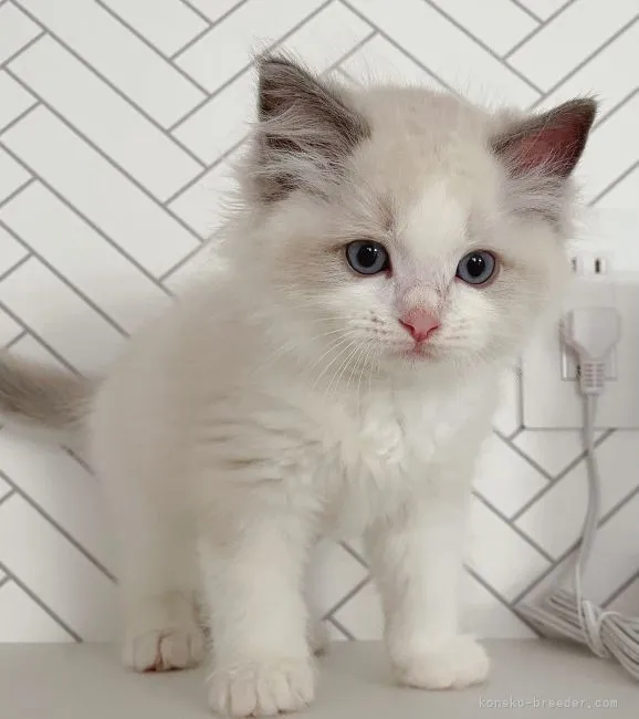 ID:2205-00134の子猫