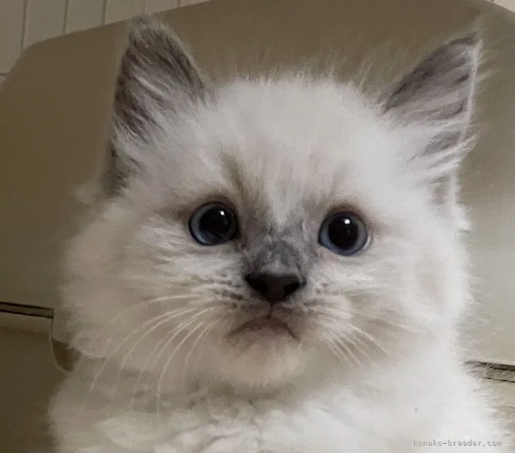 ID：2112-01383の子猫