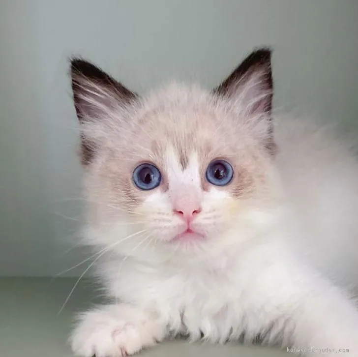ID:2209-02766の子猫