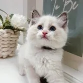 ラグドール【兵庫県・女の子・2023年4月14日・ブルーポイントバイカラー】の写真1