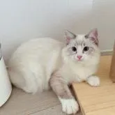 ラグドール【兵庫県・女の子・2022年3月15日・ブルーリンクスポイントバイカラー】の写真2