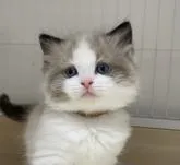 ラグドール【兵庫県・男の子・2022年4月11日・シールポイントバイカラー】の写真2