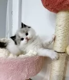 ラグドール【兵庫県・男の子・2024年10月8日・シールポイントバイカラー】の写真3「まん丸な顔、可愛さ満喫男の子」