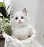 ラグドール【兵庫県・女の子・2023年4月14日・ブルーポイントバイカラー】の写真3