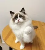 ラグドール【兵庫県・男の子・2023年7月24日・シールポイントバイカラー】の写真3