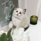 ラグドール【兵庫県・女の子・2023年4月14日・ブルーポイントバイカラー】の写真3