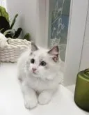 ラグドール【兵庫県・女の子・2023年4月14日・ブルーポイントバイカラー】の写真3