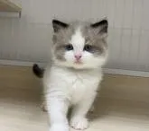 ラグドール【兵庫県・男の子・2022年4月11日・シールポイントバイカラー】の写真3