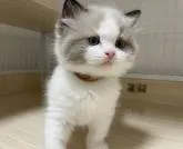 ラグドール【兵庫県・男の子・2022年4月11日・シールポイントバイカラー】の写真4