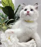 ラグドール【兵庫県・女の子・2023年4月14日・ブルーポイントバイカラー】の写真5