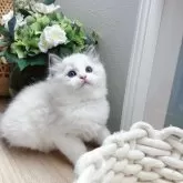 ラグドール【兵庫県・男の子・2025年4月2日・ブルーポイントバイカラー】の写真2