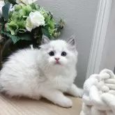 ラグドール【兵庫県・男の子・2025年4月2日・ブルーポイントバイカラー】の写真6