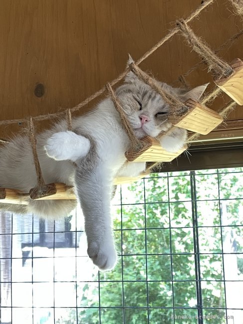 若林　幸子(わかばやし　さちこ)ブリーダー(石川県・ブリティッシュショートヘアなど・ＫCP登録)の紹介写真10