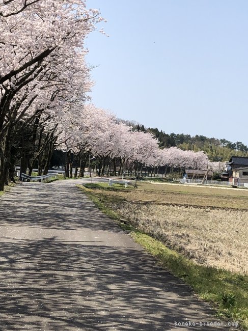 当舎から見える桜並木の散歩道｜若林　幸子(わかばやし　さちこ)ブリーダー(石川県・ブリティッシュショートヘアなど・ＫCP登録)の紹介写真4