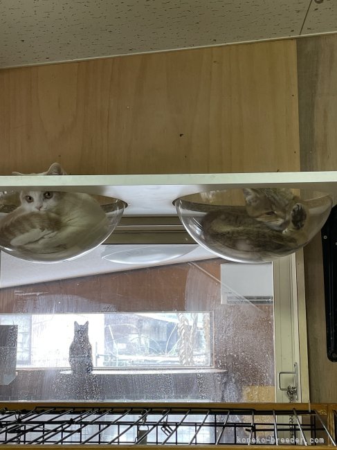 若林　幸子(わかばやし　さちこ)ブリーダー(石川県・ブリティッシュショートヘアなど・ＫCP登録)の紹介写真5