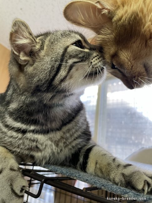 若林　幸子(わかばやし　さちこ)ブリーダー(石川県・ブリティッシュショートヘアなど・ＫCP登録)の紹介写真6