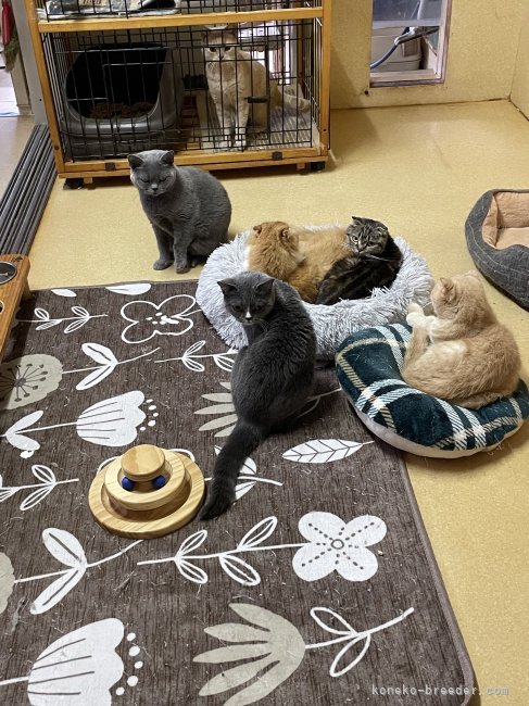 若林　幸子(わかばやし　さちこ)ブリーダー(石川県・ブリティッシュショートヘアなど・ＫCP登録)の紹介写真7