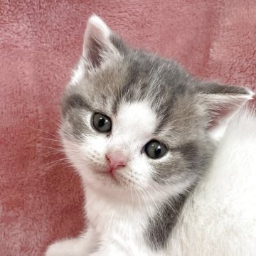 ブリティッシュショートヘア【石川県・女の子・2025年10月6日・ライラックホワイト】の写真「綺麗な女の子」