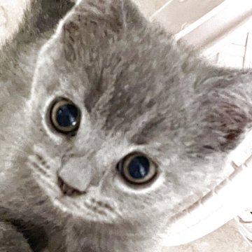 ブリティッシュショートヘア【石川県・男の子・2025年5月24日・ブルー（短毛）】の写真「ブルーの甘えん坊」