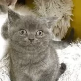 ブリティッシュショートヘア