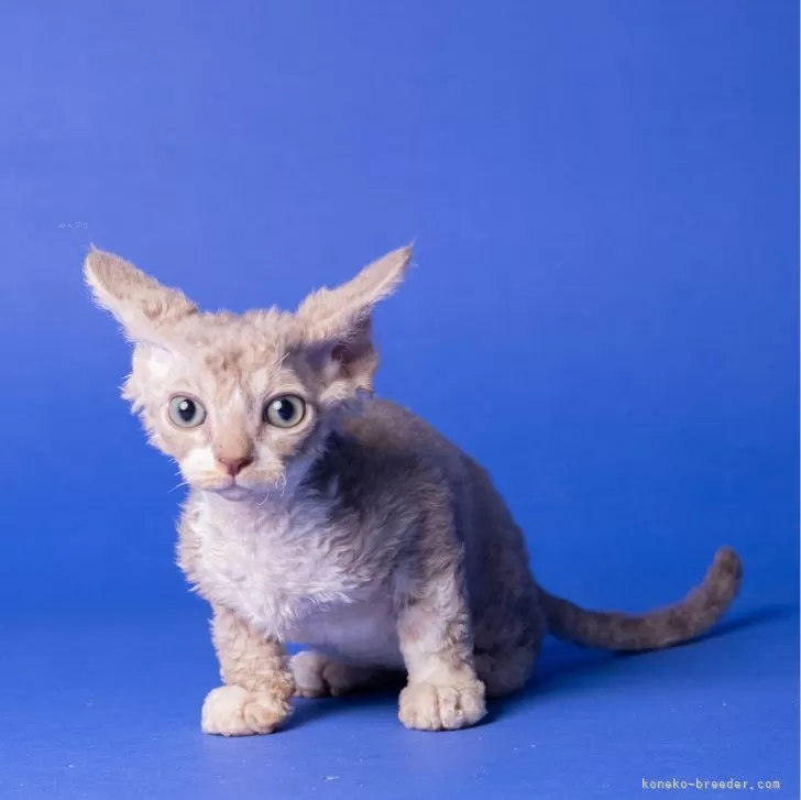 ID:2406-03693の子猫