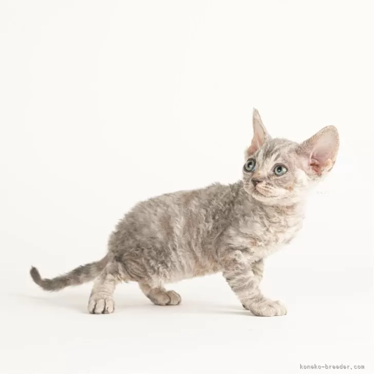 ID:2410-02585の子猫