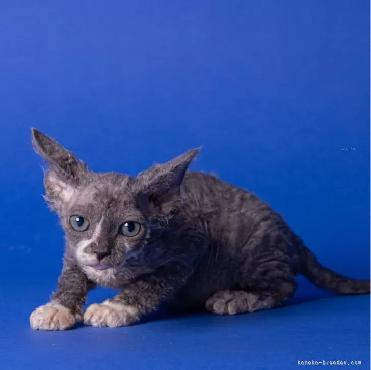 ID:2406-03688の子猫