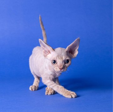 デボンレックス【静岡県・男の子・2024年4月16日・ライラック】の写真「10月4日までの掲載です😺」