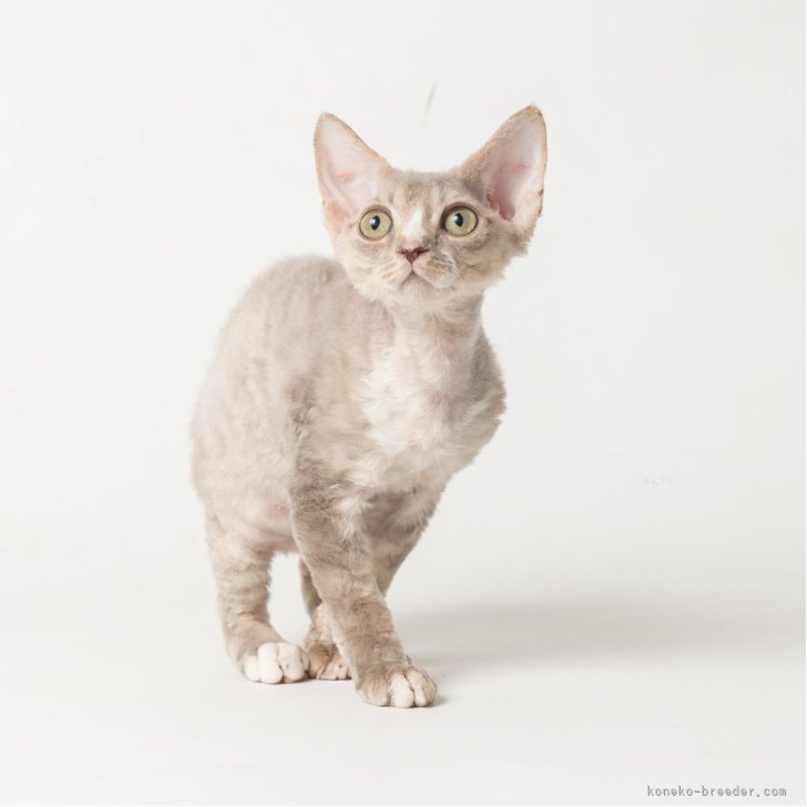 ブリーダー画像