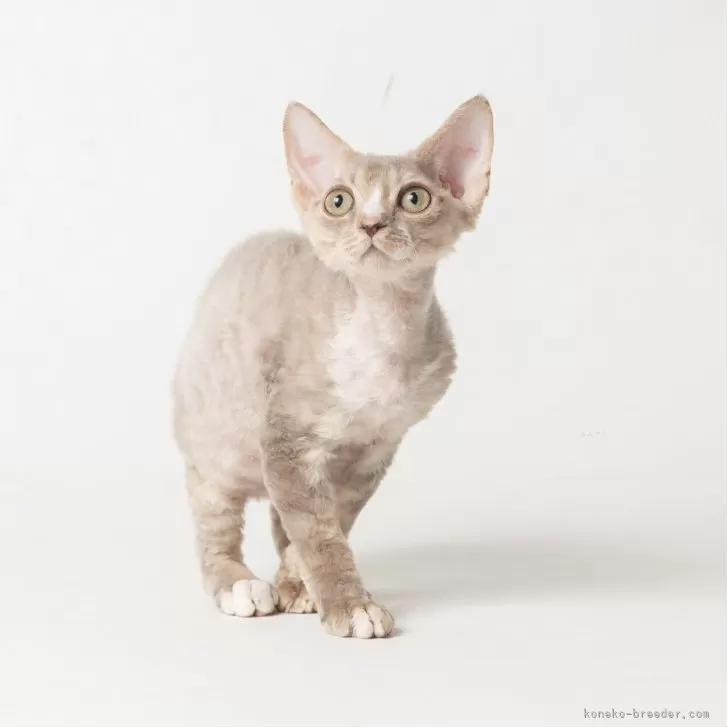 デボンレックス【静岡県・男の子・2025年8月29日・ブルータビー】の写真1