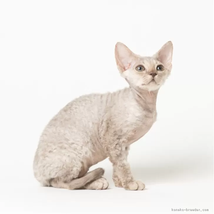 デボンレックス【静岡県・女の子・2025年8月29日・ブルータビー】の写真1