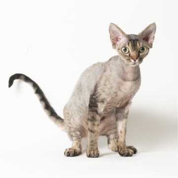 デボンレックス【静岡県・女の子・2024年10月6日・ブラックタビー（巻き毛）】の写真「可愛い女の子🎀」