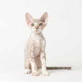 デボンレックス