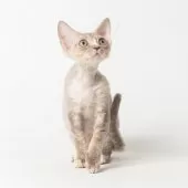 デボンレックス【静岡県・男の子・2025年8月29日・ブルータビー】の写真2