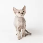 デボンレックス【静岡県・女の子・2025年8月29日・ブルータビー】の写真2